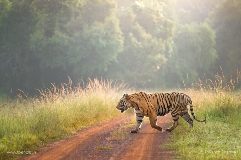 67a30ff4815ee8e454c70944_Tiger road cross, Tadoba